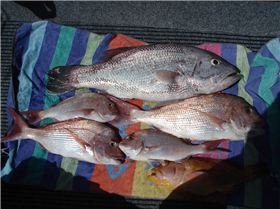 First Dhufish in Bloodshot