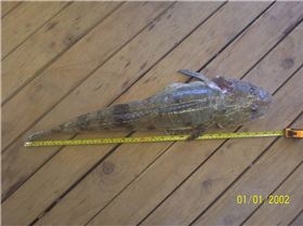 66cm Flathead