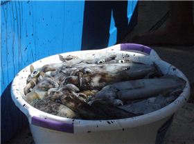 Big Day of Squid Hunting