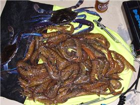 digitals` report 3-05-07