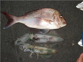 digitals report 5-5-07