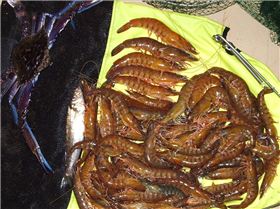 digitals report 7-05-07