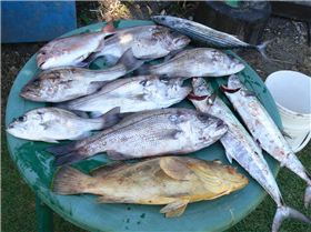 A good days catch