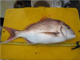 Who needs to go off shore.