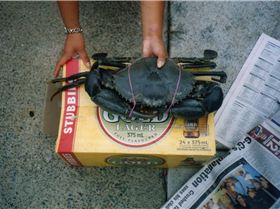 Who needs to go off shore.