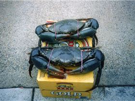 Who needs to go off shore.