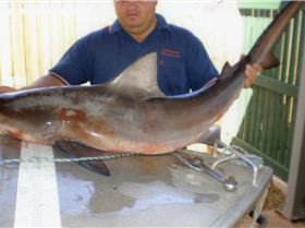 Pine river bully smashed a huge bait