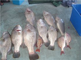 some nice fish caught on this day 