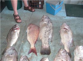 some nice fish caught on this day 