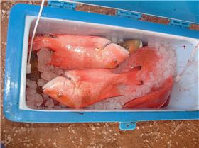 gnarloo  06 cant wait for 07