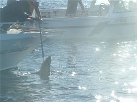 gnarloo  06 cant wait for 07