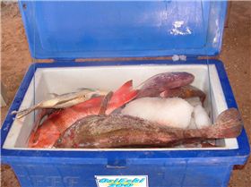 gnarloo  06 cant wait for 07