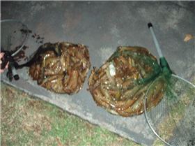 A slightly smaller typical catch