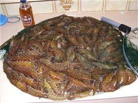 5.4 kg of old swany prawns