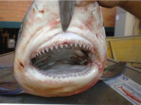 PINE RIVER BULL SHARK