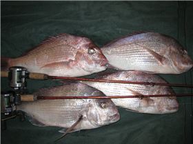 NICE FISH ON LIGHT GEAR