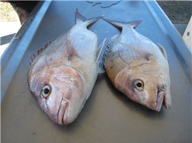 NICE FISH ON LIGHT GEAR