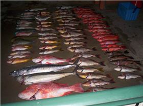 Results of an overnighter to Gould reef.