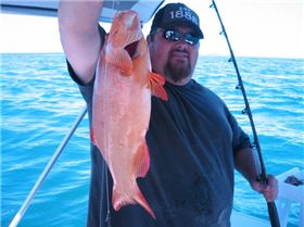 Colourful Cape Conway trout. 