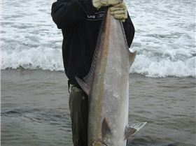 Wagoe Amberjack