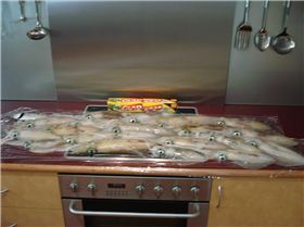 Cockburn Sound Squid/Great Day Off