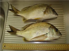 couple of wello pt locals