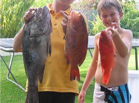 nice day out 2 dhuies, 1 blackass, 1 pinky and 2 sambos