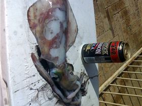 cockburn squid bloody good size 