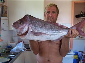 nice reds by AL & Darren