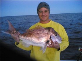 nice reds by AL & Darren