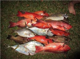 Afternoon fish was a good change up!