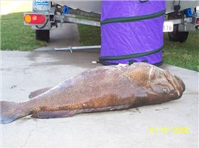 This greasy would not give up!