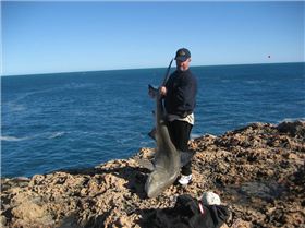 Bronze Whaler Quobba Station WA