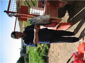 Shark V;s Mackerel, Shark Wins!!!!