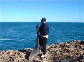 Bronze Whaler Photo 2