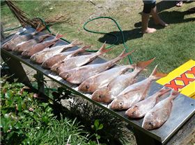 A GOOD DAYS CATCH:BY THE MAGGOTS