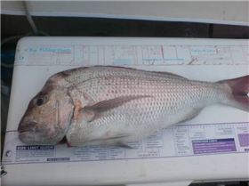 phils afternoon snapper