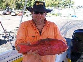 Just another variety caught off Cape Moreton 