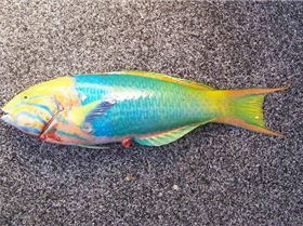 Just another variety caught off Cape Moreton 