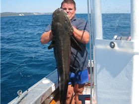 16kg cobia on light gear