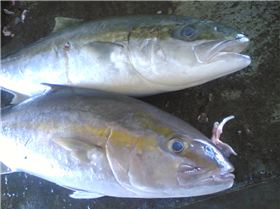 amberjack