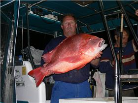 14.5kg red