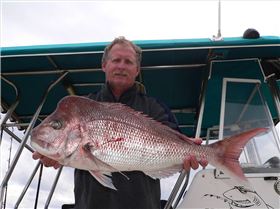 nice snapper