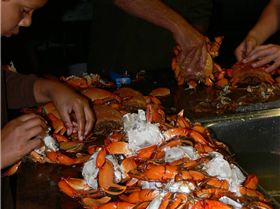 cleaning spanner crabs 