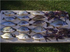 morton bay fishing trip