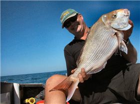 68cm Mud Island Snapper