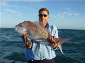 Moreton Bay Snapper