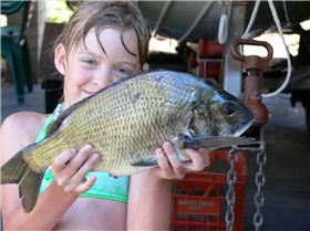46cm bream