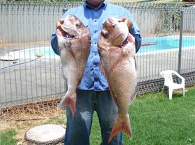 2 Good Snapper caught inside Rotto. Big one over 7kg