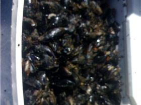 55ltr of mussels yummy